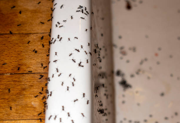 Best Residential Pest Control  in Little River Academy, TX